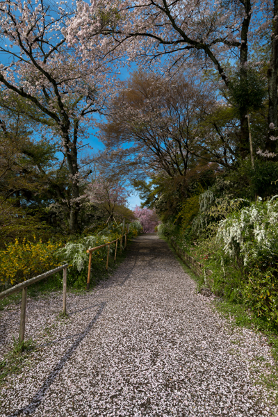 原谷苑_e0051888_23225733.jpg