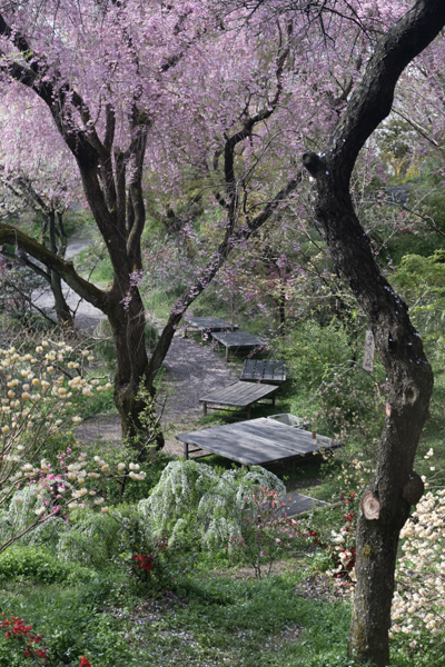 原谷苑_e0051888_23253853.jpg