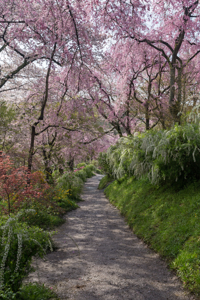 原谷苑_e0051888_2325450.jpg