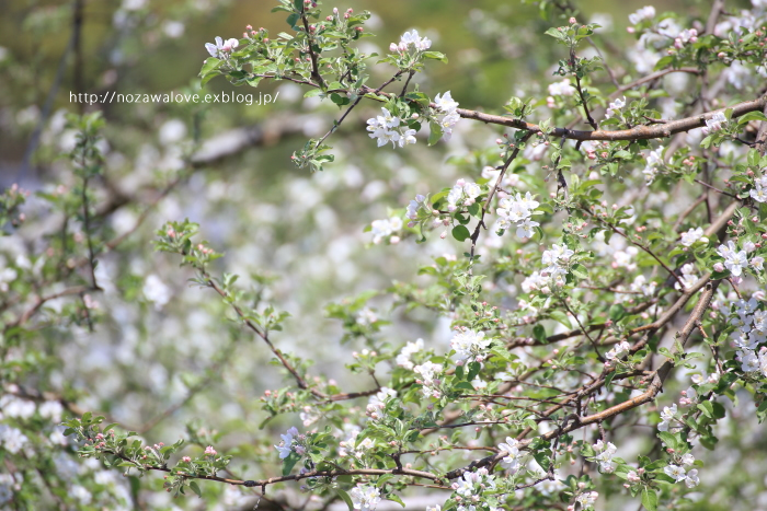 小布施　千曲川堤防桜堤にて　「圧倒的桜。2017」_e0162089_10455712.jpg