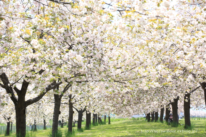 小布施　千曲川堤防桜堤にて　「圧倒的桜。2017」_e0162089_10462236.jpg