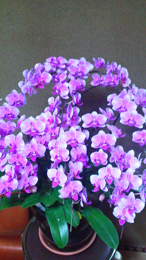 c0177198_15392521.jpg