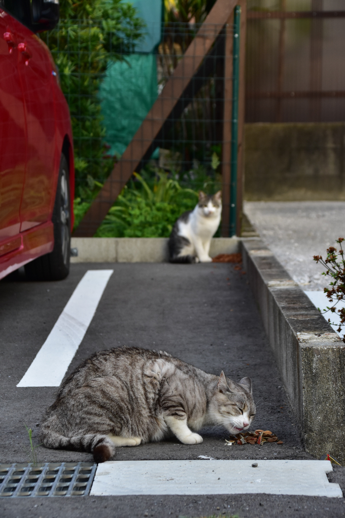 鳥よ、花よ、ついでにはなちゃん♪_c0049299_22040790.jpg