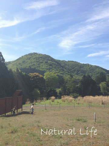 b0162000_13094128.gif