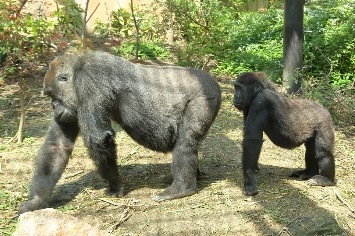 京都遠征で見た、モモタロウ、ゲンキ、ゲンタロウの親子のふれあい（京都市動物園、最終回）_b0291402_07545430.jpg