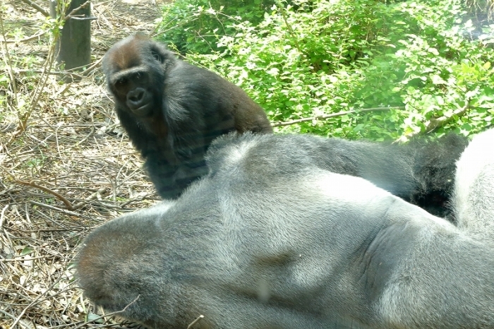 京都遠征で見た、モモタロウ、ゲンキ、ゲンタロウの親子のふれあい（京都市動物園、最終回）_b0291402_07552576.jpg