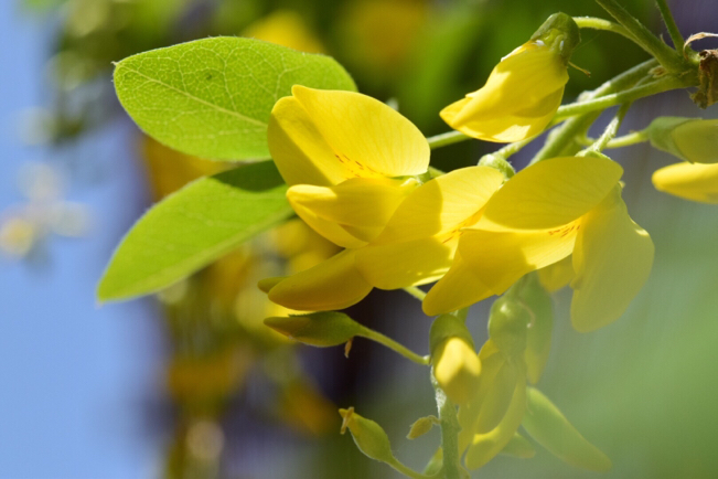キングサリ開花 可愛いマスカットの葉 憧れの黄色いシャワーのパーゴラへ 薔薇好き花好き庭が好き 元英国在住 アートセラピストが造る癒しの庭