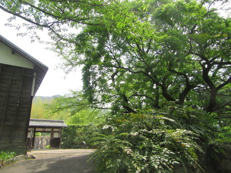 新居浜市広瀬公園も新緑で薫風…2017/5/7_f0231709_14451536.jpg