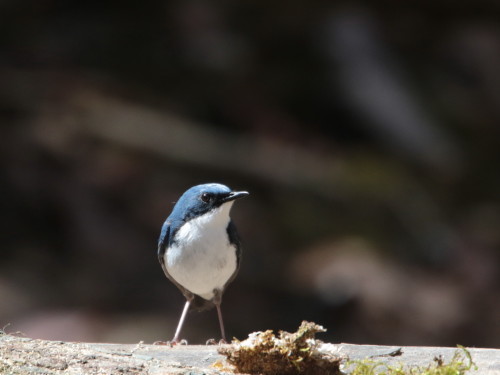 峠のコルリ♂　　　ＹＳＴ_d0346713_20180902.jpg