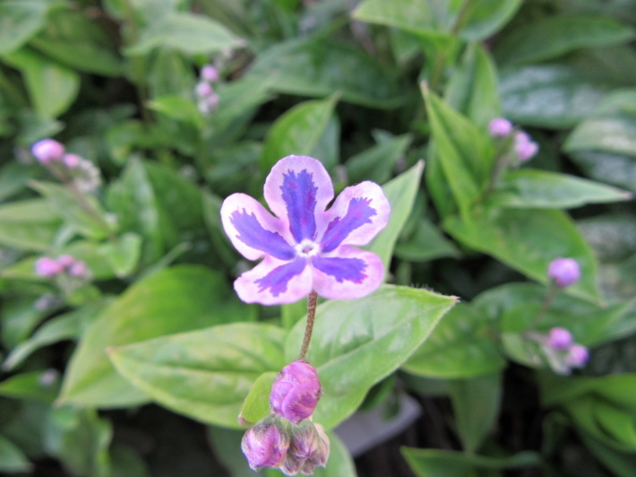 庭に咲く　ブルーの小花たち_f0067514_11012795.jpg