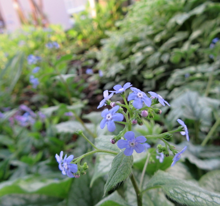 庭に咲く　ブルーの小花たち_f0067514_11020331.jpg