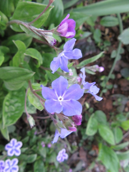 庭に咲く　ブルーの小花たち_f0067514_11022607.jpg