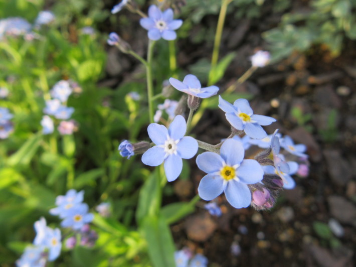 庭に咲く ブルーの小花たち_f0067514_11032183.jpg