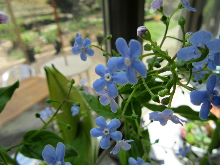 庭に咲く　ブルーの小花たち_f0067514_11043528.jpg
