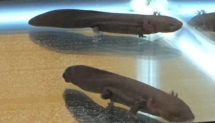 大山椒魚 百留ななみ 南の魚座 福岡短歌日乗 大山椒魚 百留ななみ 南の魚座 福岡短歌日乗
