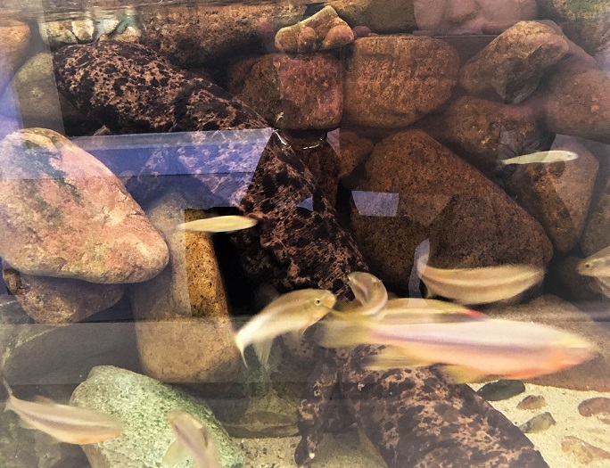 大山椒魚 百留ななみ 南の魚座 福岡短歌日乗 大山椒魚 百留ななみ 南の魚座 福岡短歌日乗