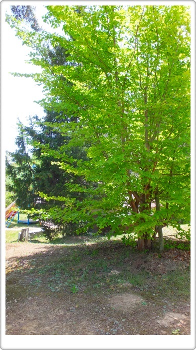 e0136420_07543591.jpg