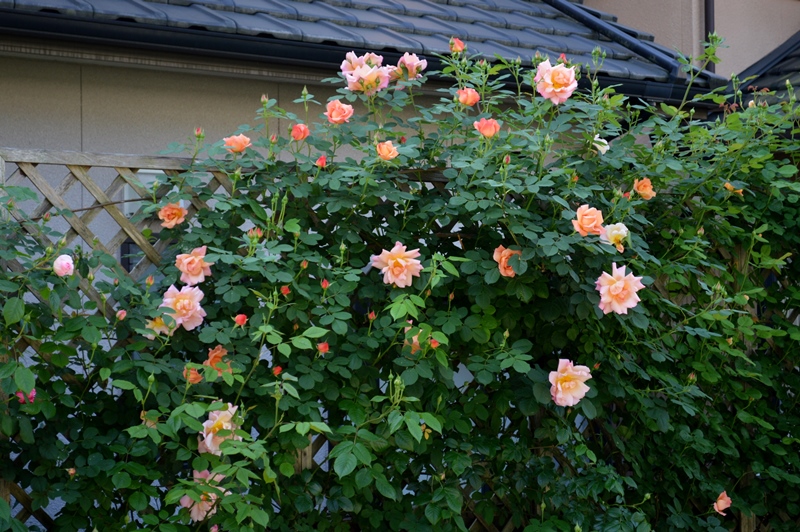 d0096422_8571659.jpg