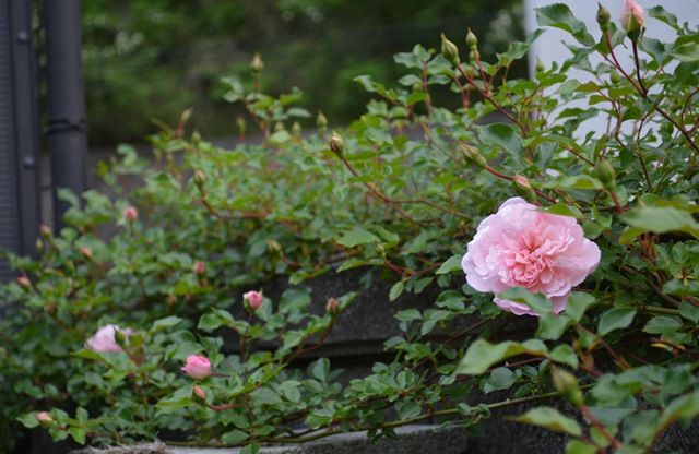 d0096422_922566.jpg