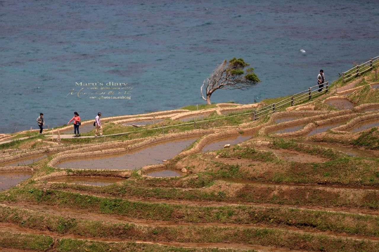 まゝに/能登半島一周/白米千枚田_d0342426_10494908.jpg