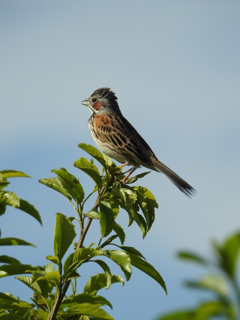 鳥探しの旅！_a0248728_18171532.jpg