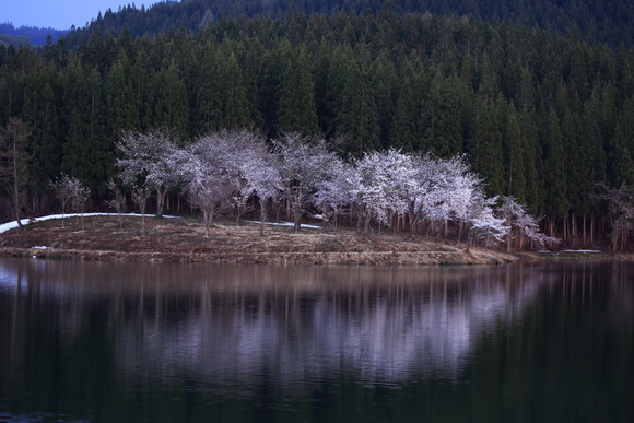 2017 東北桜紀行-新潟-_c0201929_7414793.jpg