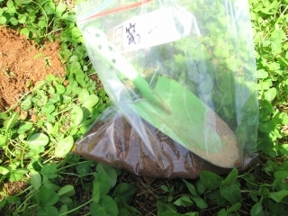 葡萄の花芽 チョコチップクッキー_d0336530_21162638.jpg