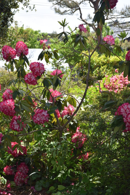 「花夢里」にツツジ苗を買いに_f0059331_18110248.jpg