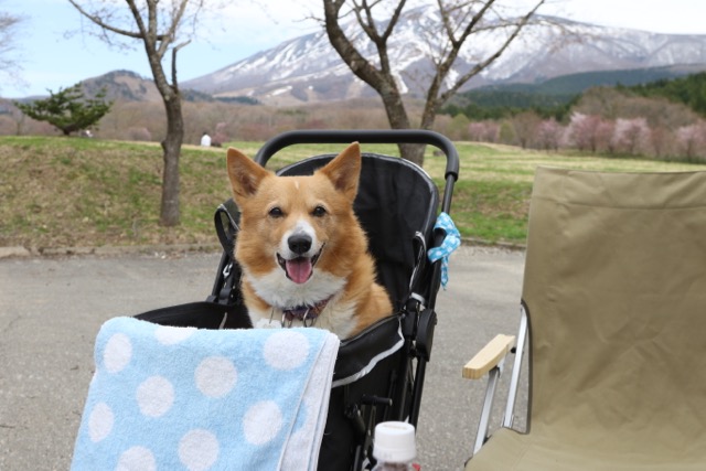 何も変わらないガッキー お転婆コーギー犬とeos Kiss Dでのお散歩フォト