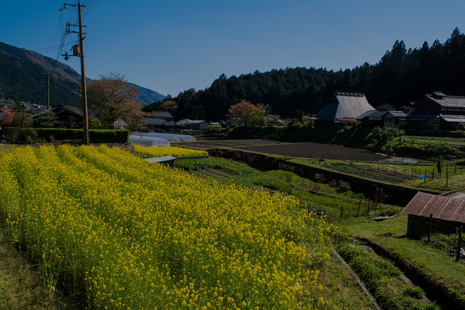 大原の菜の花_e0363038_10173480.jpg