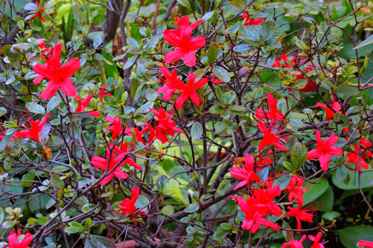 c0093046_8331189.gif