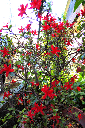 c0093046_8332535.gif