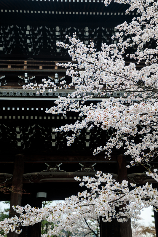 京都の桜2017 ソメイヨシノ彩る金戒光明寺_f0155048_231447.jpg