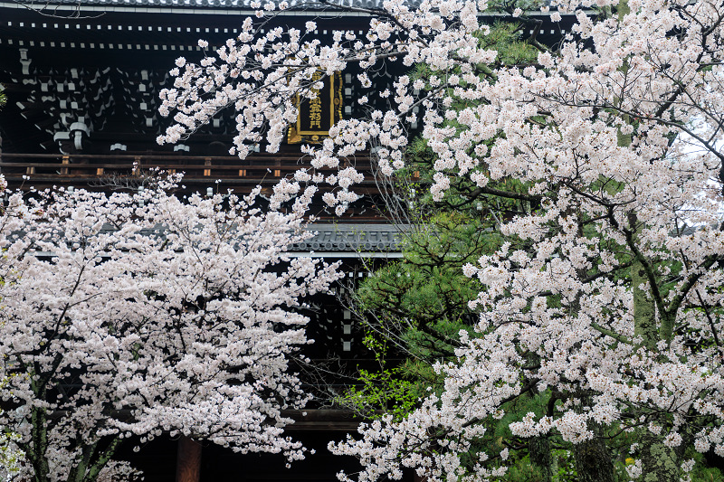 京都の桜2017 ソメイヨシノ彩る金戒光明寺_f0155048_23161175.jpg