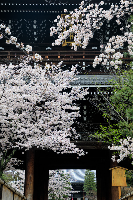 京都の桜2017 ソメイヨシノ彩る金戒光明寺_f0155048_2316159.jpg