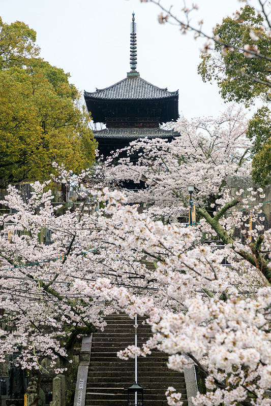 京都の桜2017 ソメイヨシノ彩る金戒光明寺_f0155048_23172653.jpg