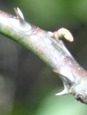 e0033751_10365882.jpg