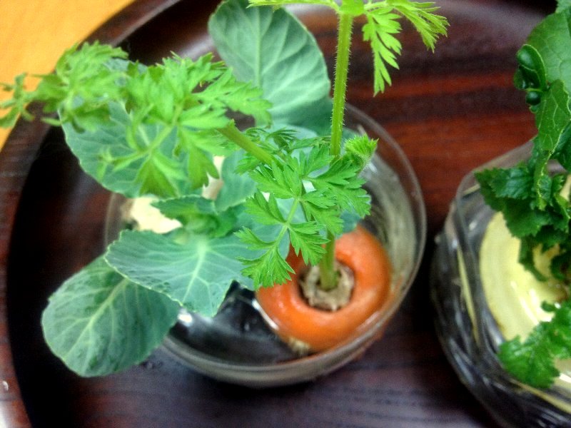 ☆まるで寄せ植えの鉢のように楽しい☆_c0092953_633662.jpg