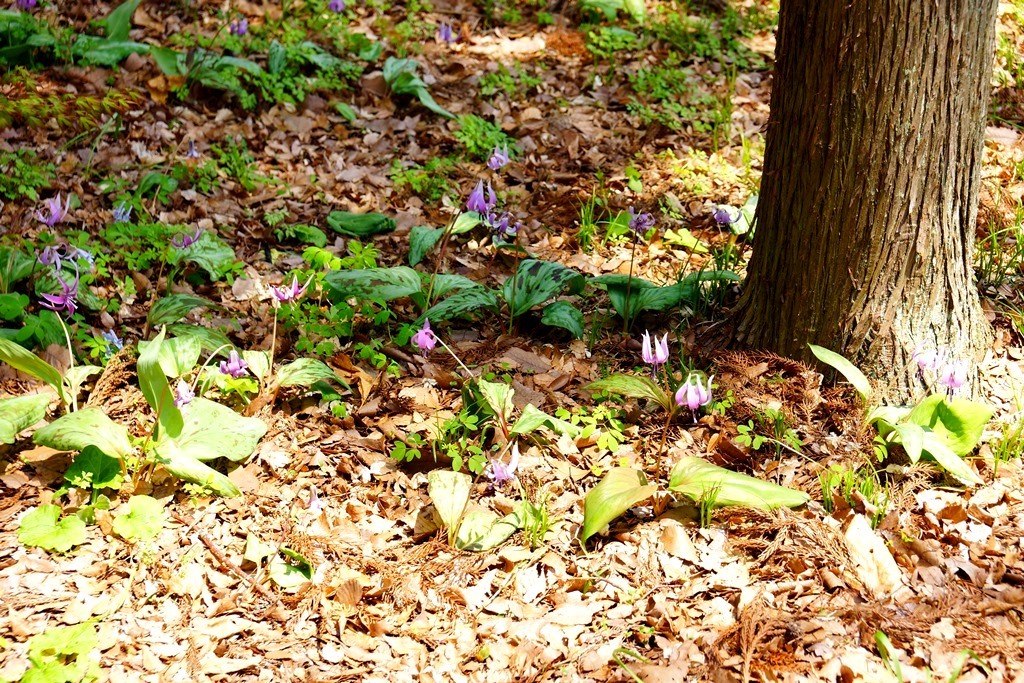 Japanese dog\'s tooth violet（長野県岡谷市　出早公園のカタクリの花など）_e0223456_14305099.jpg