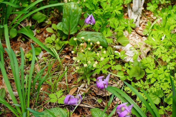 Japanese dog\'s tooth violet（長野県岡谷市　出早公園のカタクリの花など）_e0223456_14321580.jpg