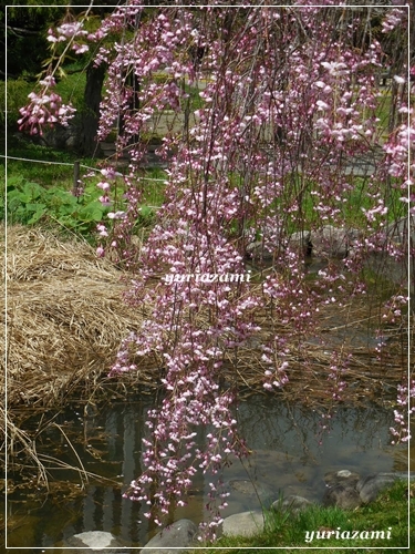 中島公園の枝垂桜　など・・・_d0145759_14514334.jpg