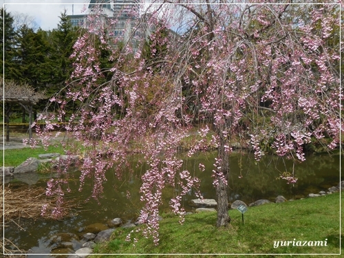 中島公園の枝垂桜　など・・・_d0145759_14515416.jpg