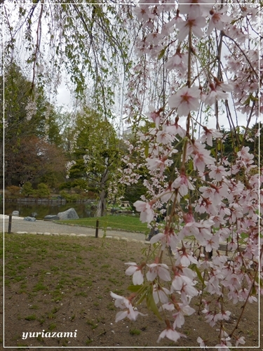 中島公園の枝垂桜　など・・・_d0145759_14533699.jpg