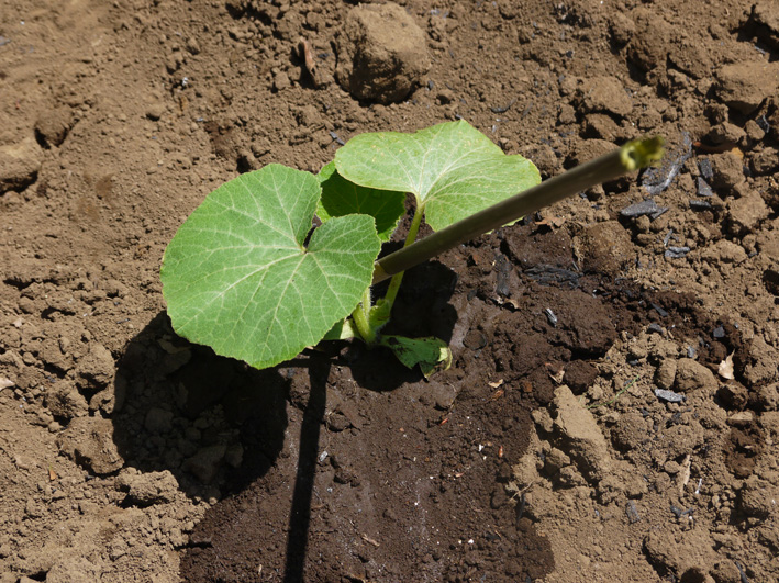 サツマイモの苗、竹棒使って斜め植え（5・3～4）_c0014967_661866.jpg