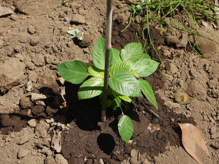 サツマイモの苗、竹棒使って斜め植え（5・3～4）_c0014967_673164.jpg