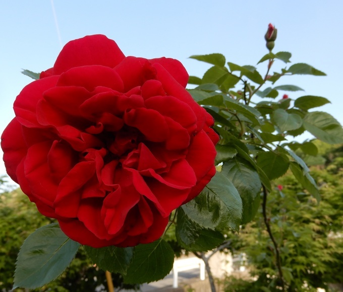 e0345868_10034995.jpg