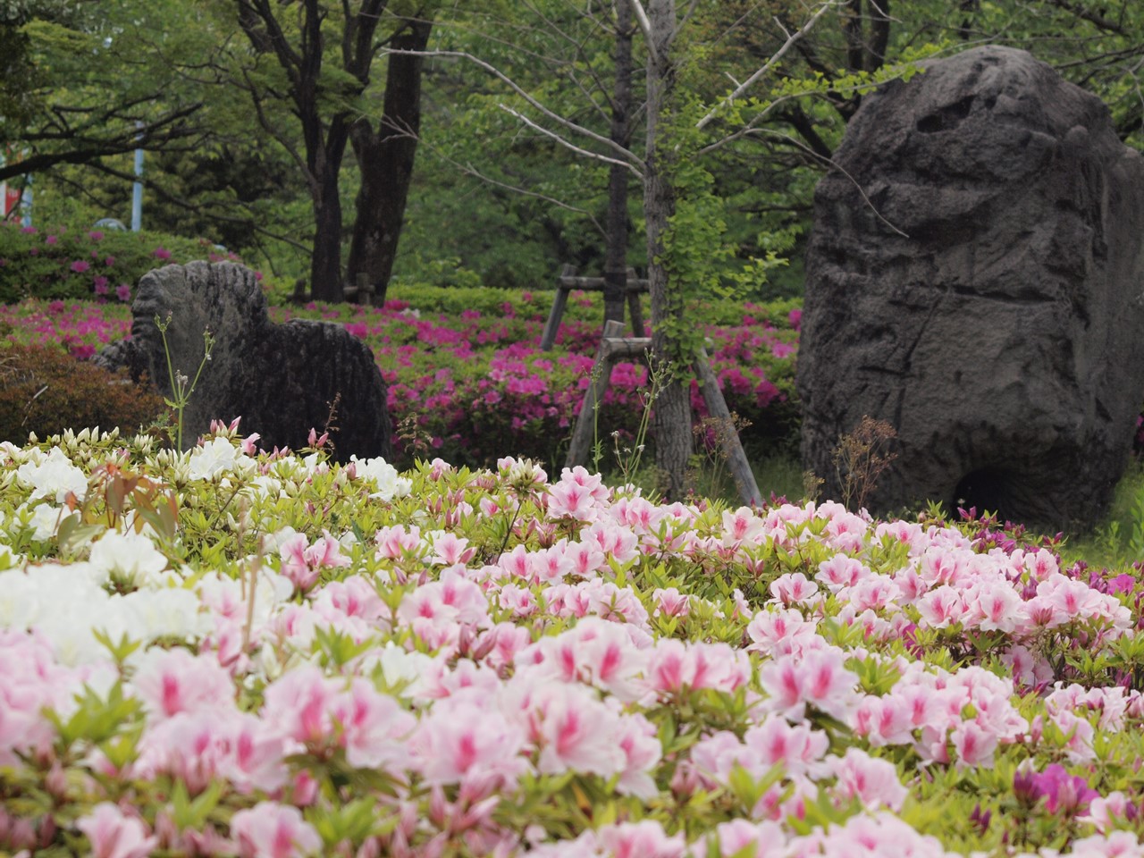 『浅中運動公園と赤坂スポーツ公園の花散策～』_d0054276_20185717.jpg