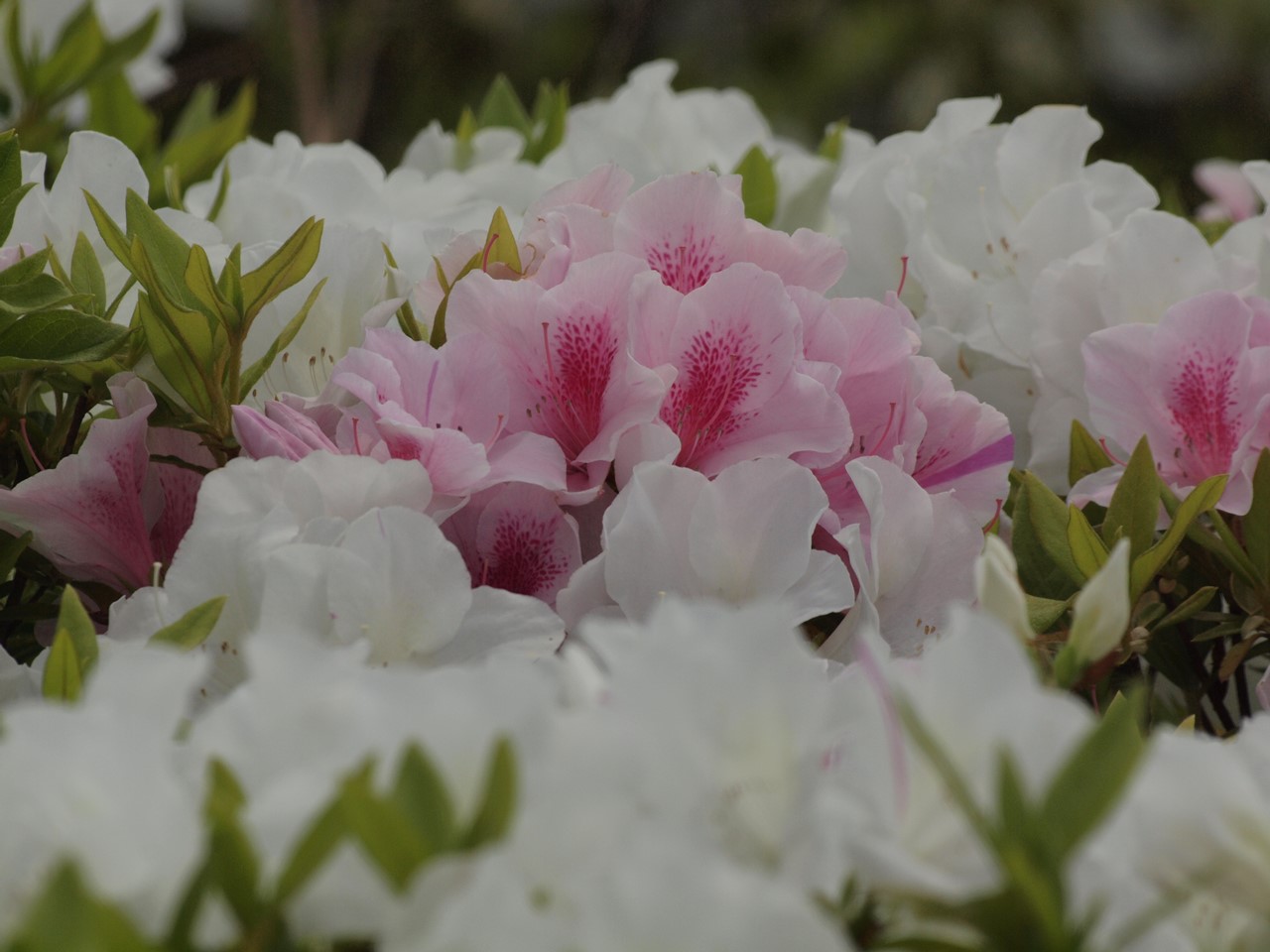 『浅中運動公園と赤坂スポーツ公園の花散策～』_d0054276_2020226.jpg