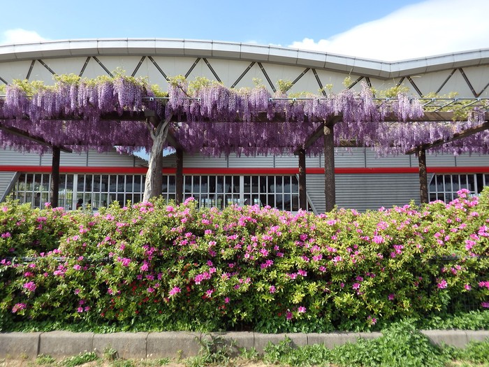 『浅中運動公園と赤坂スポーツ公園の花散策～』_d0054276_20223173.jpg