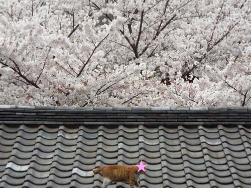 近所の桜まで見たこと_f0211178_15352225.jpg